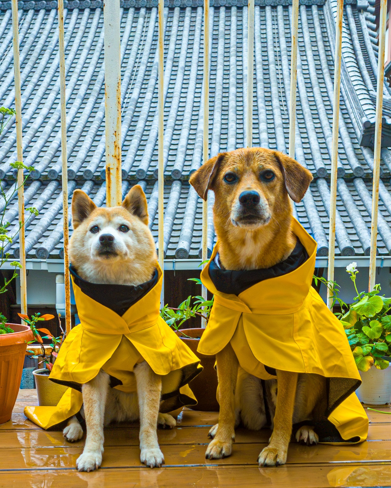雨ニモマケズ