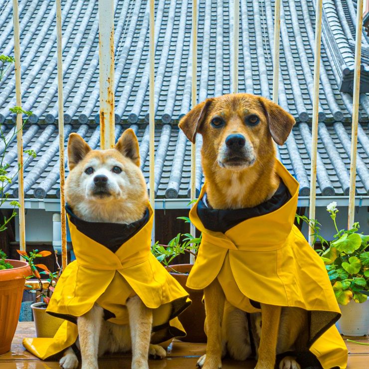 雨ニモマケズ