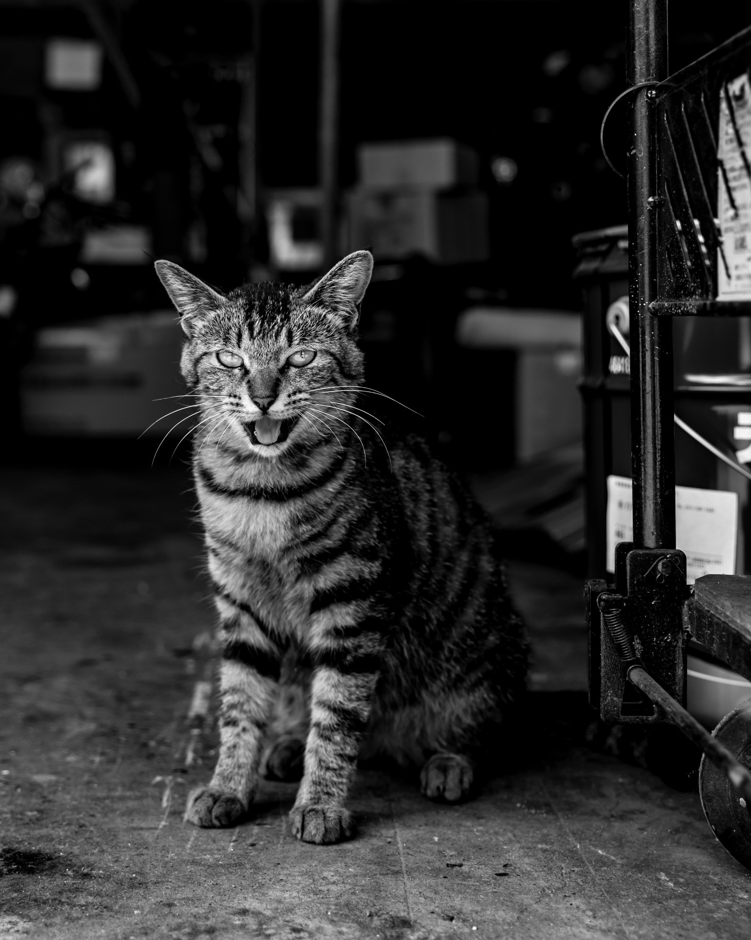 とらねこ影千夜との1年間 その1