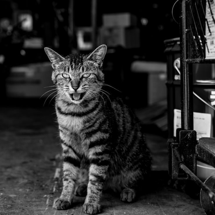 とらねこ影千夜との1年間 その1