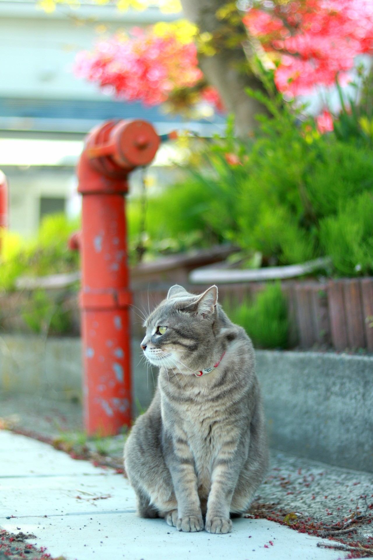 私のたからもの