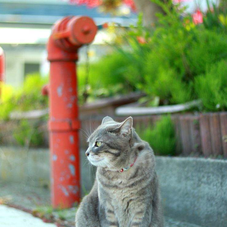 私のたからもの