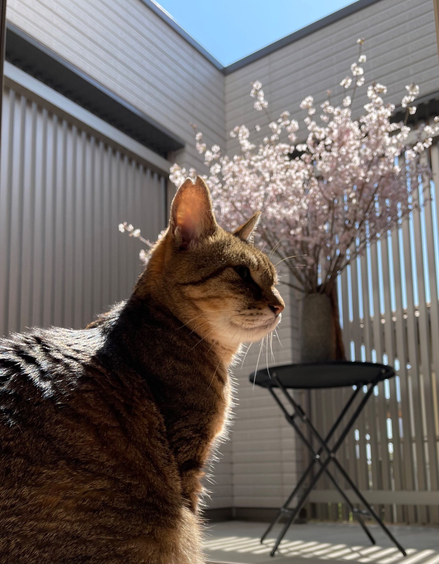 お家でお花見