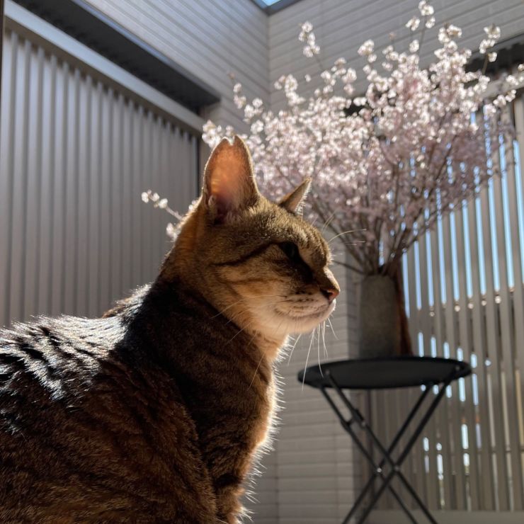 お家でお花見
