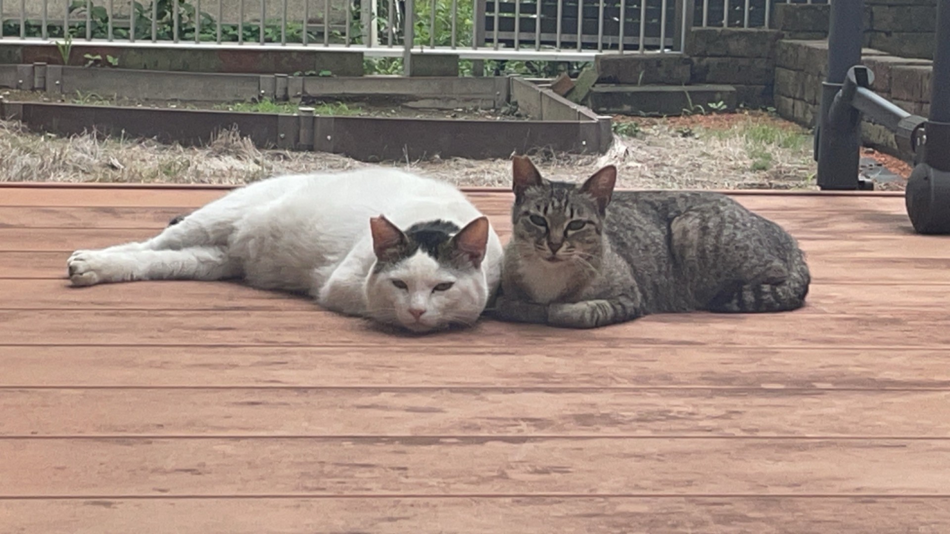 さくらねこ夫婦