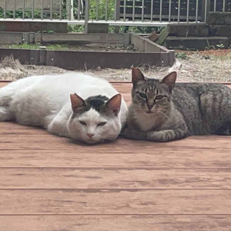 さくらねこ夫婦