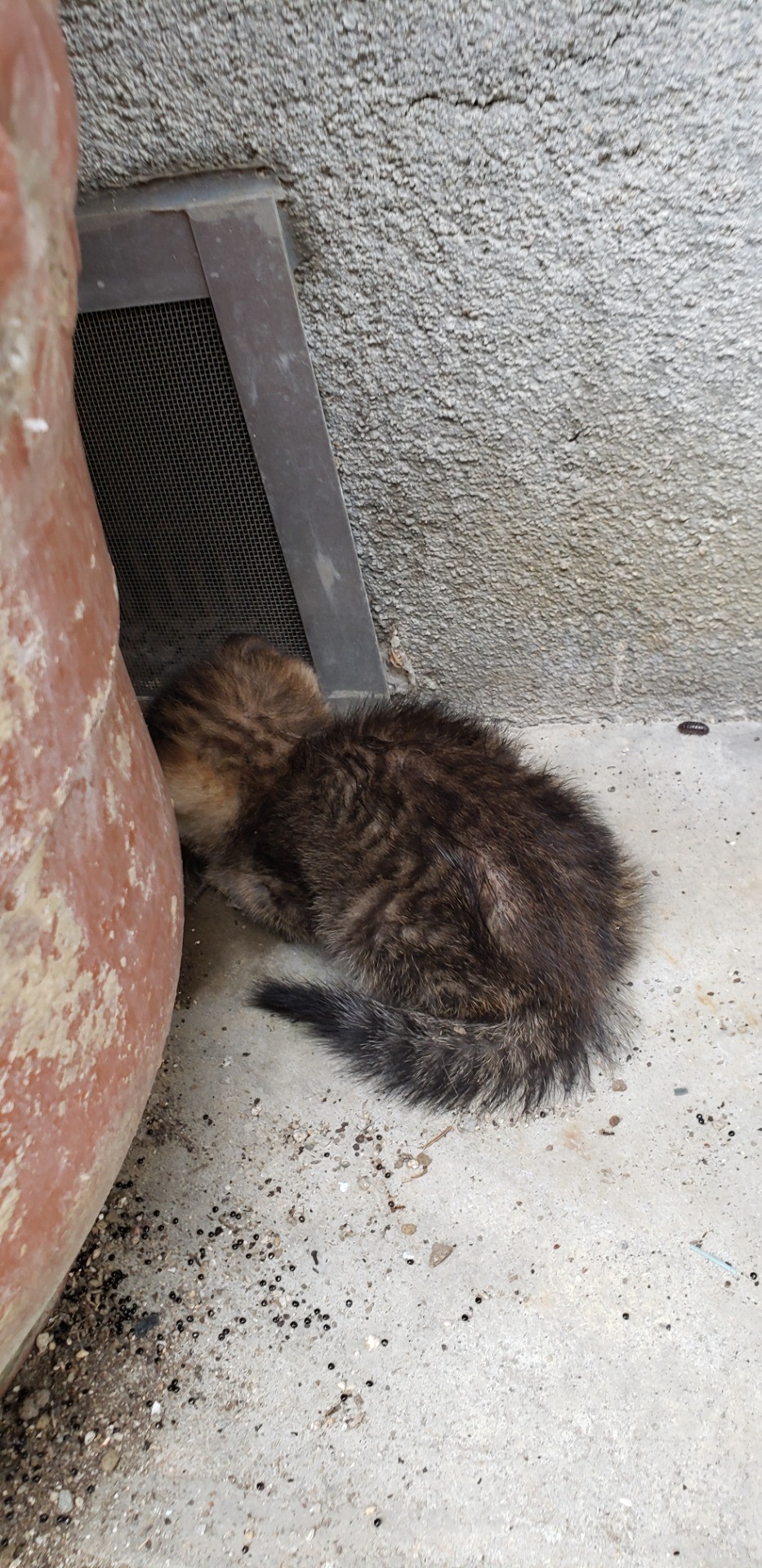猫たちの厳しい現実