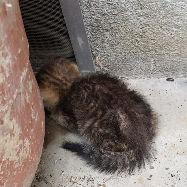 猫たちの厳しい現実
