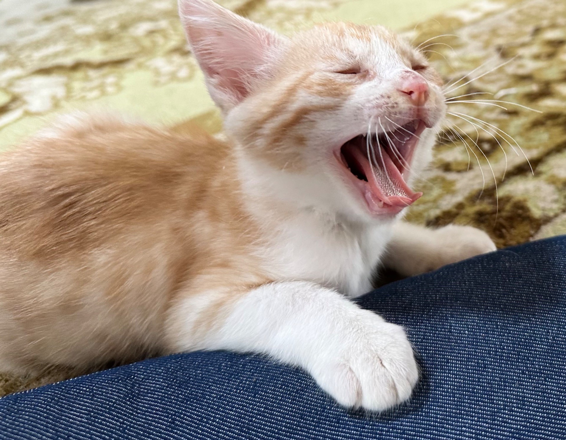 保護猫