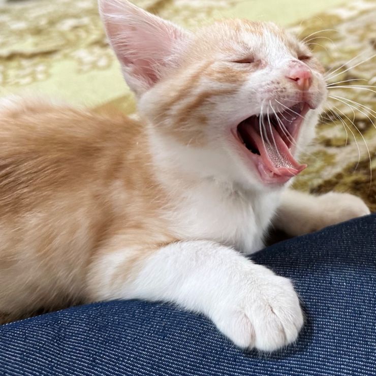保護猫