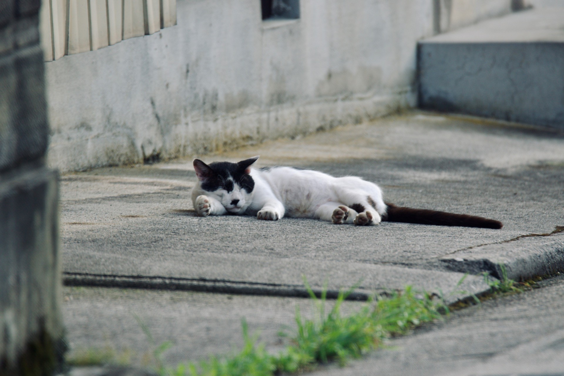 つかれたにゃあ〜
