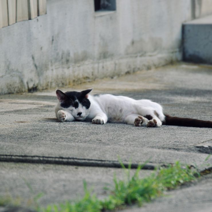つかれたにゃあ〜