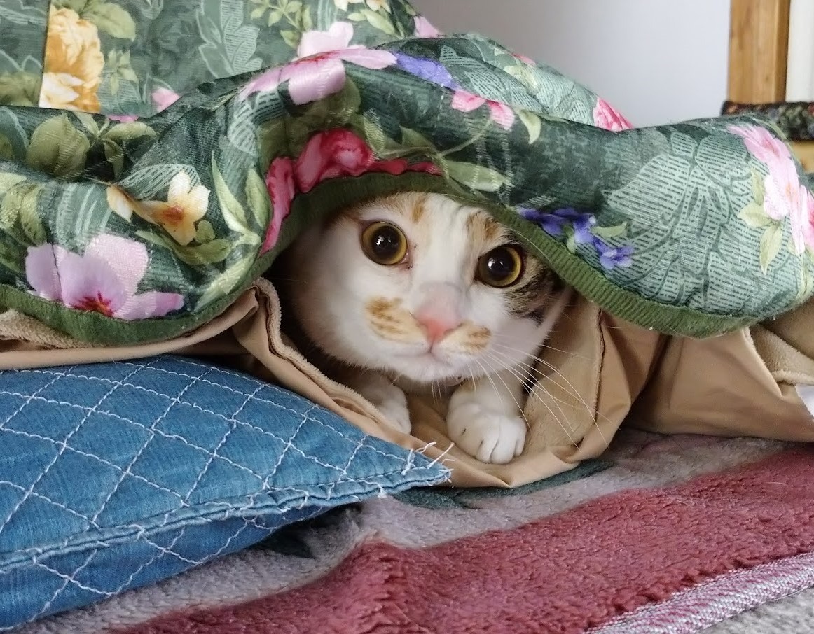 顔に似合わずやんちゃ姫