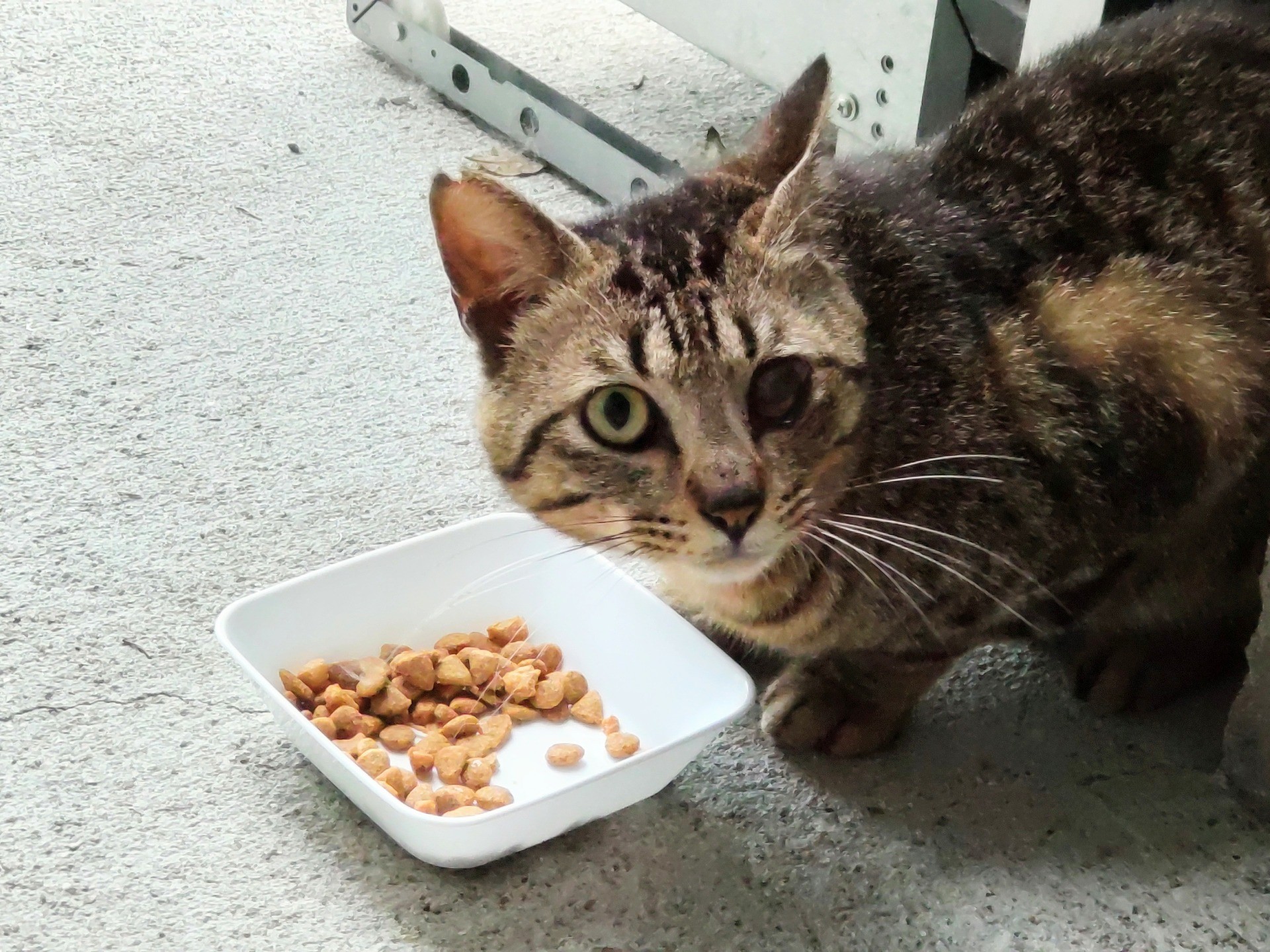 食べてもいいのか？！