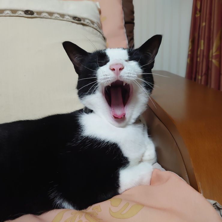 寝る猫は育つ