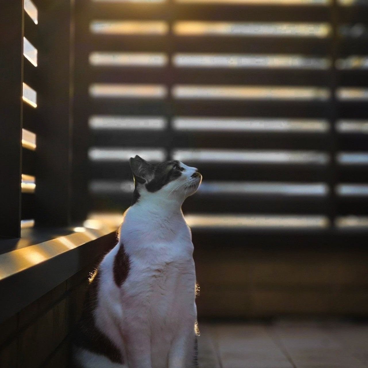 夕日に照らされる猫ちゃん
