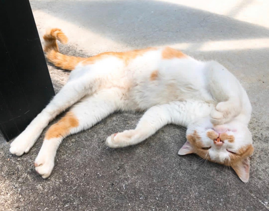 猫生全う出来たかな