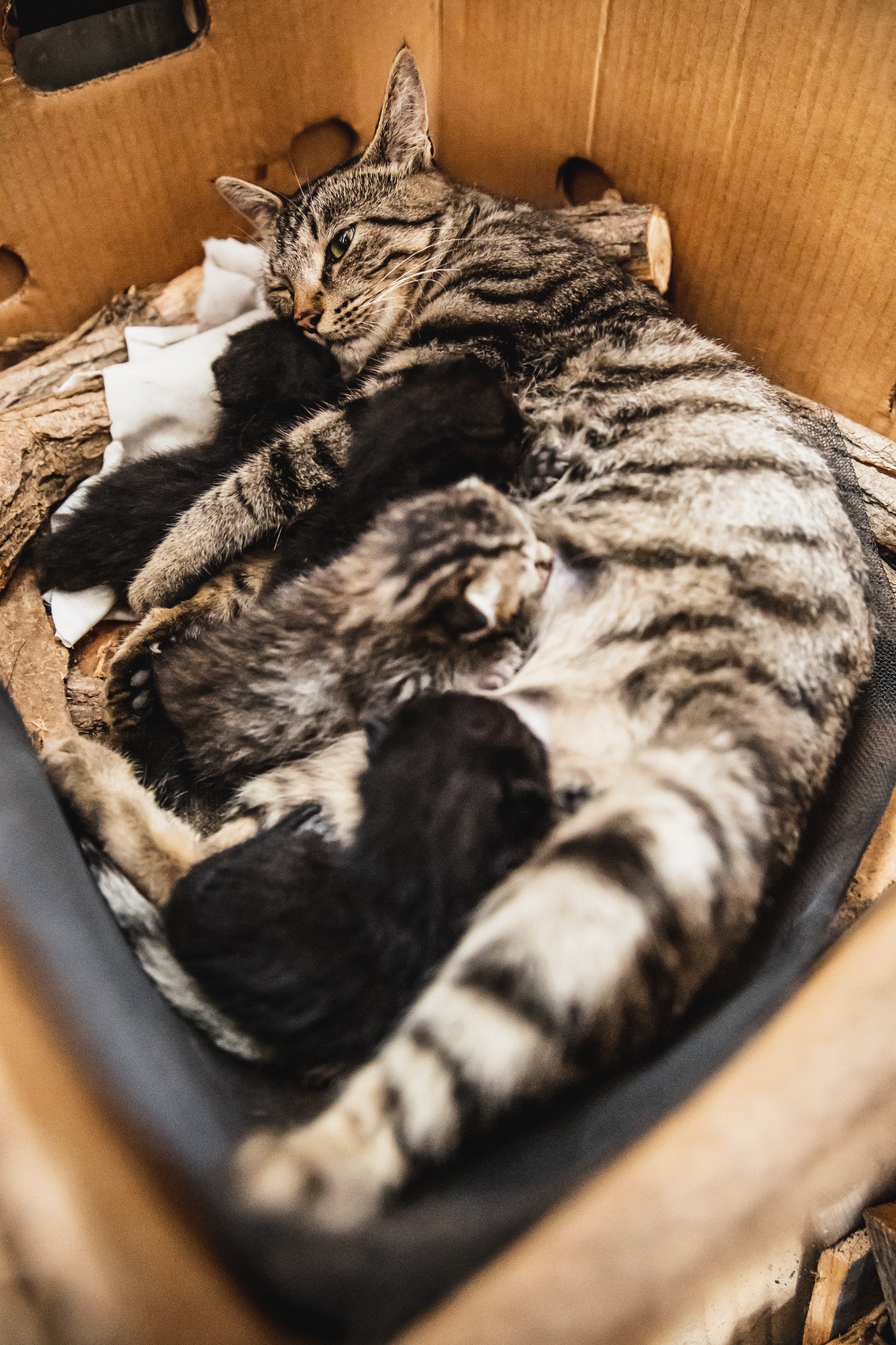 とらねこ影千夜との1年間 その4