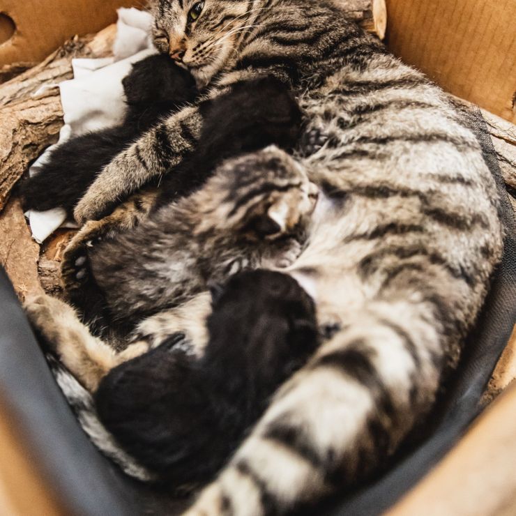 とらねこ影千夜との1年間 その4