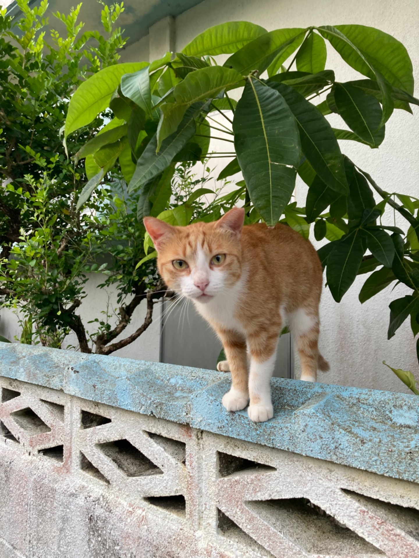 おはようにゃん