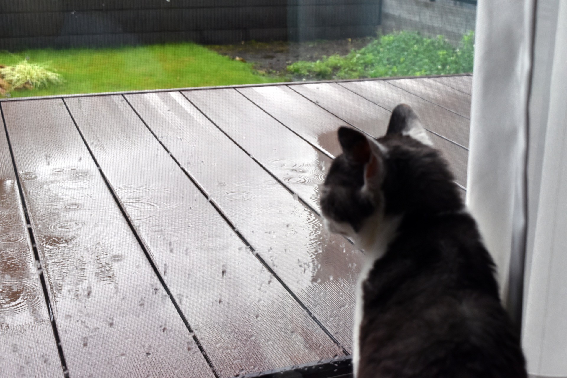 はやく雨止まないかにゃ〜