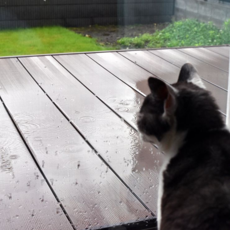 はやく雨止まないかにゃ〜