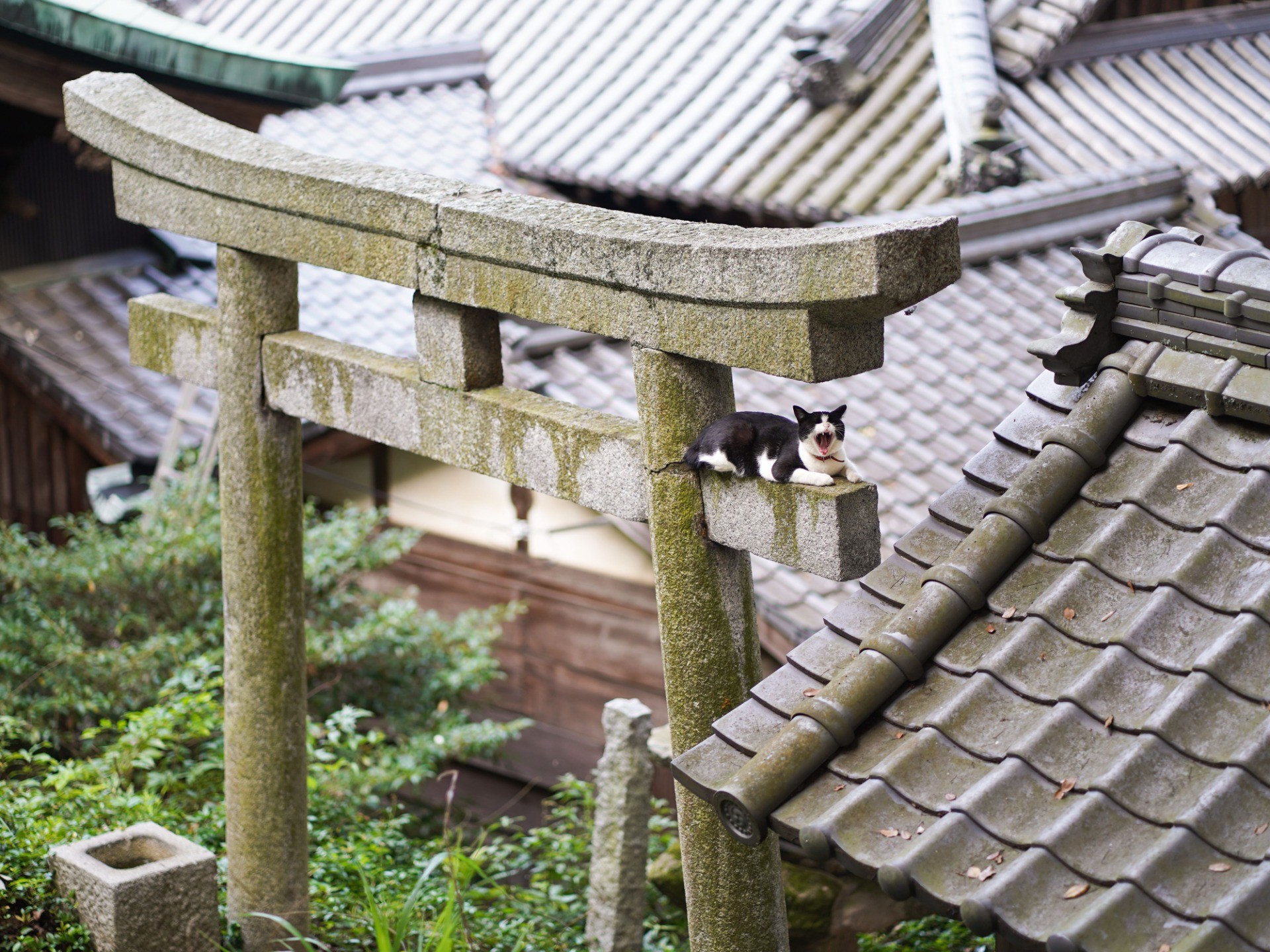 夏のオアシス