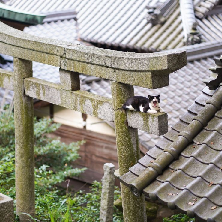 夏のオアシス