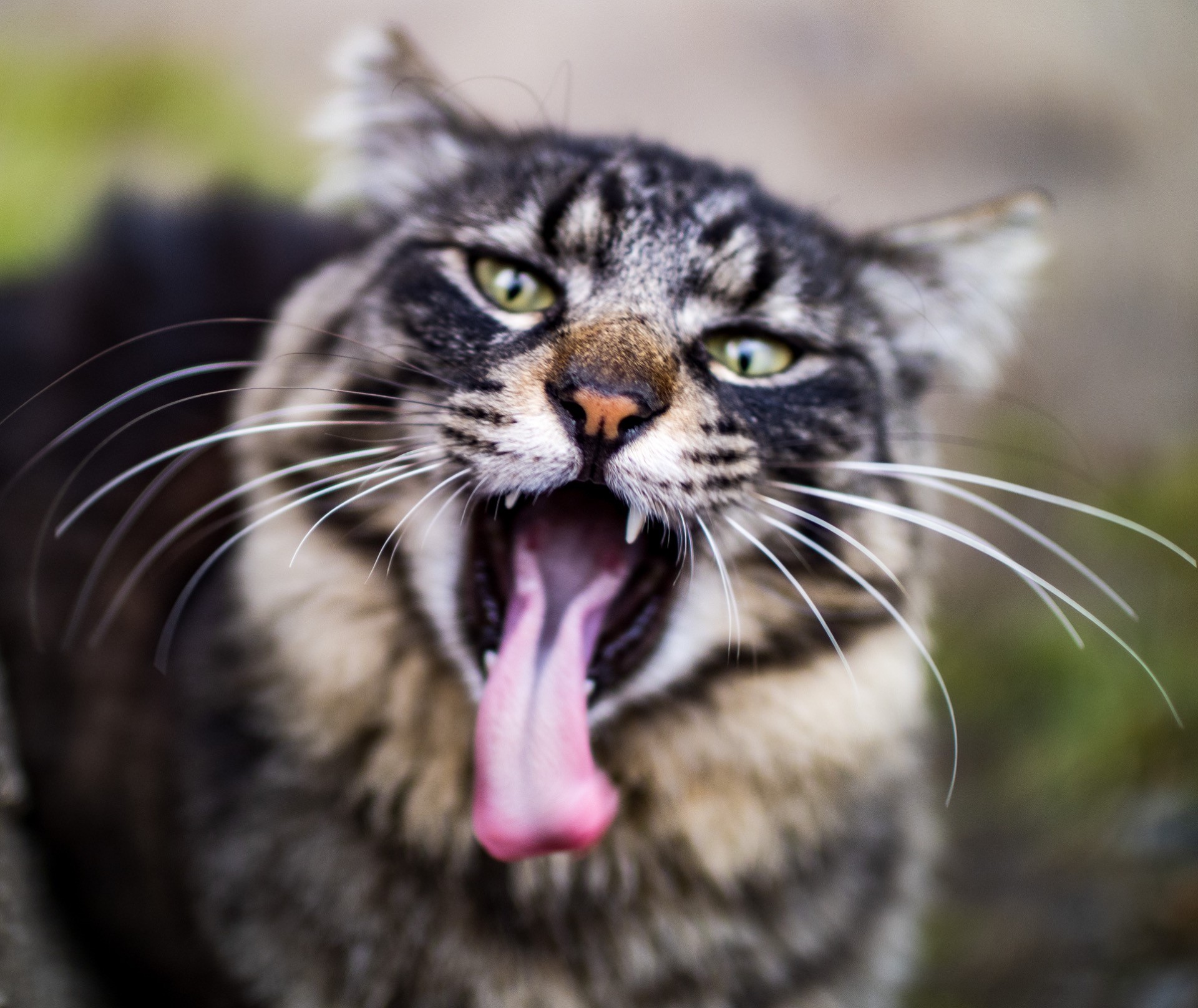 俺は花街の野良猫KINGだぜ！