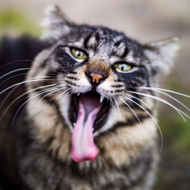 俺は花街の野良猫KINGだぜ！