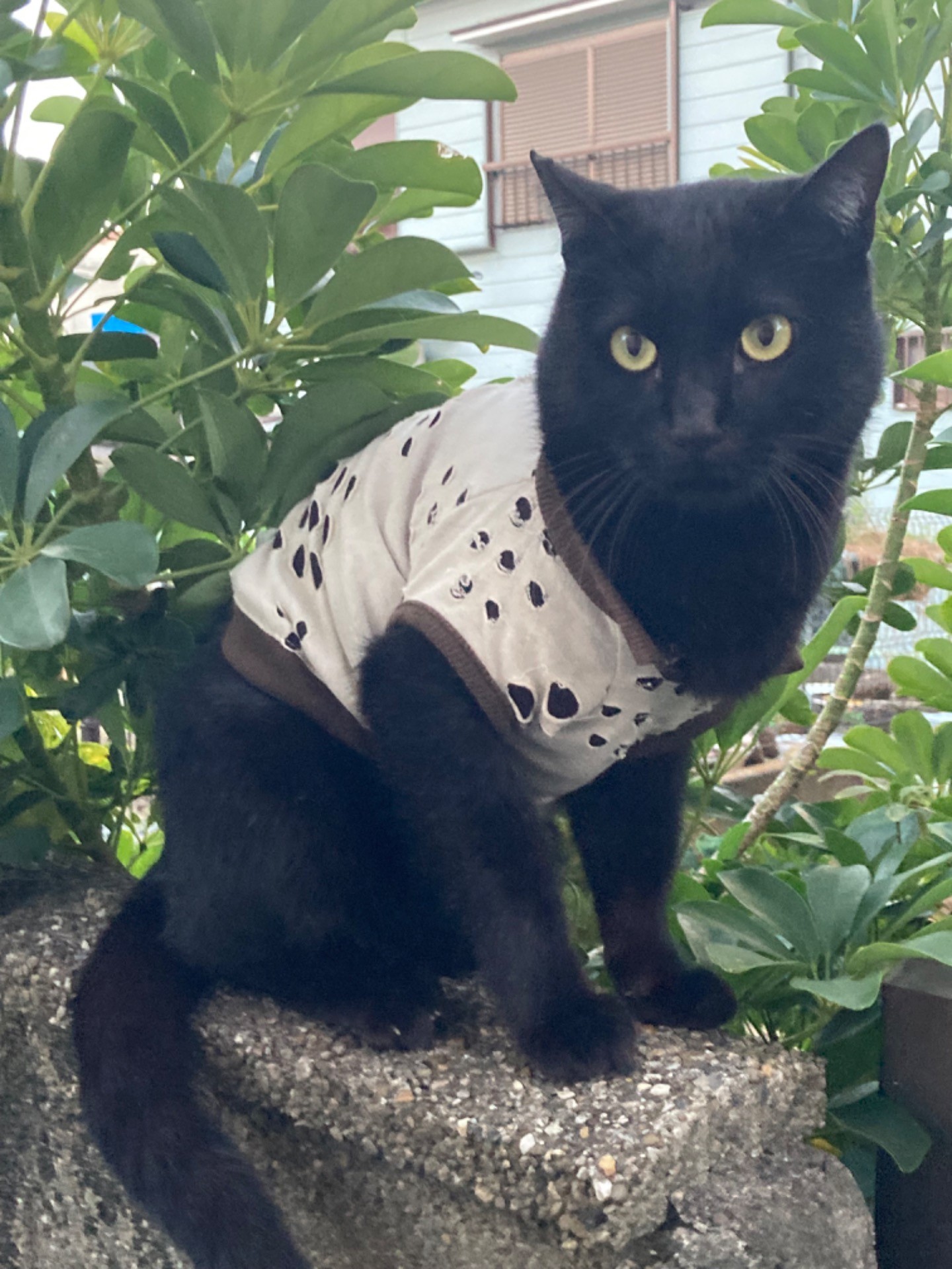 心優しき守護者