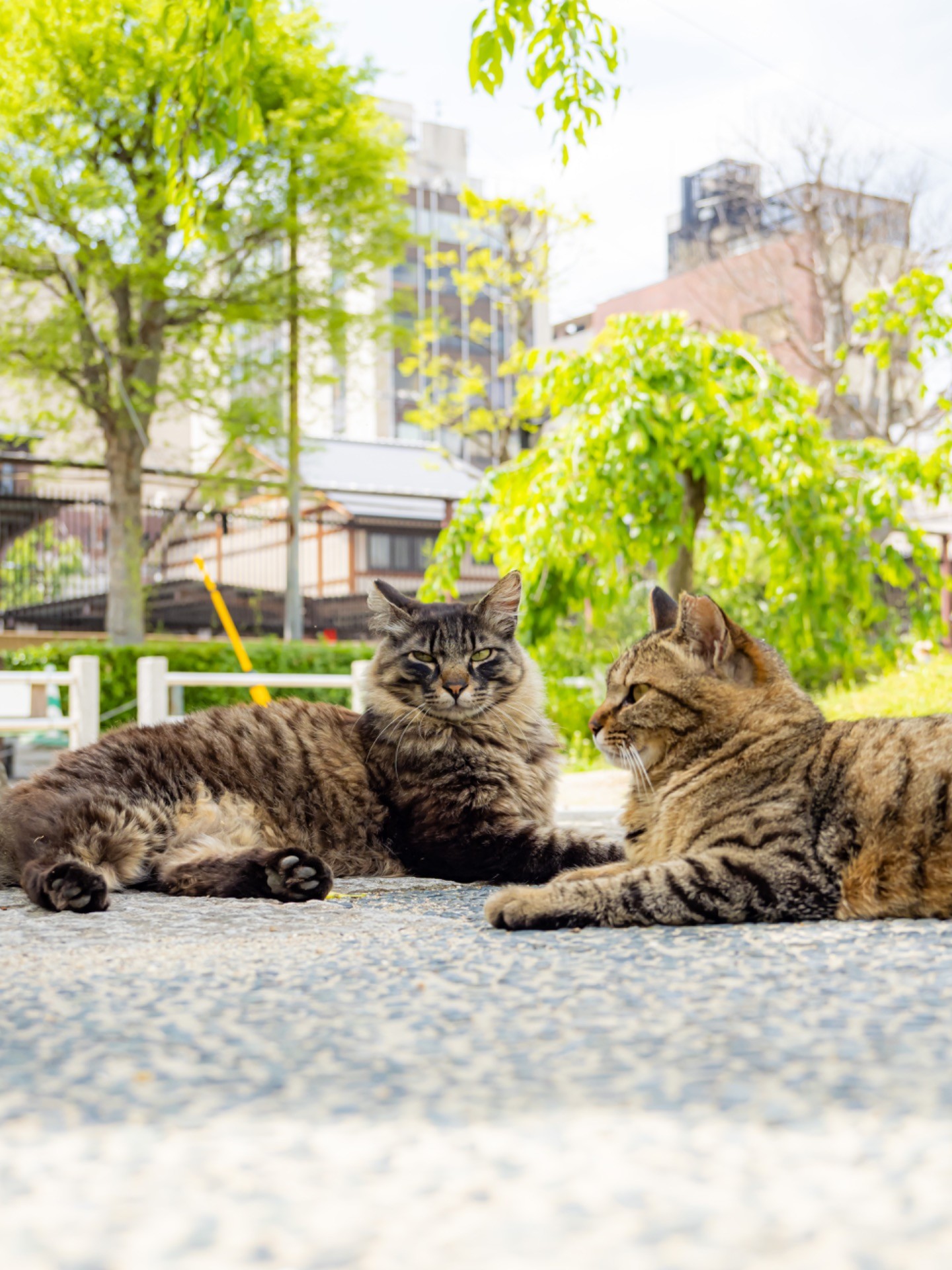 誰からも愛される地域猫