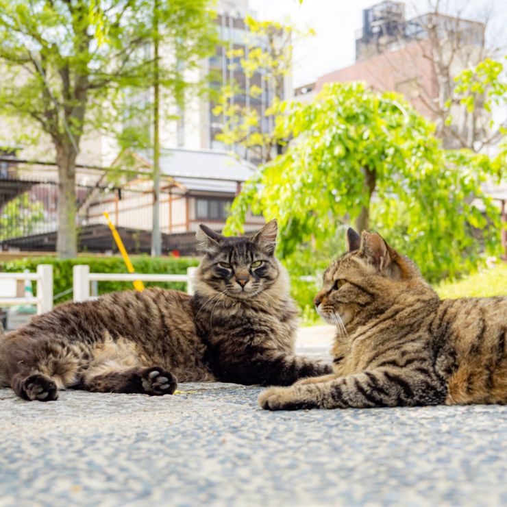 誰からも愛される地域猫