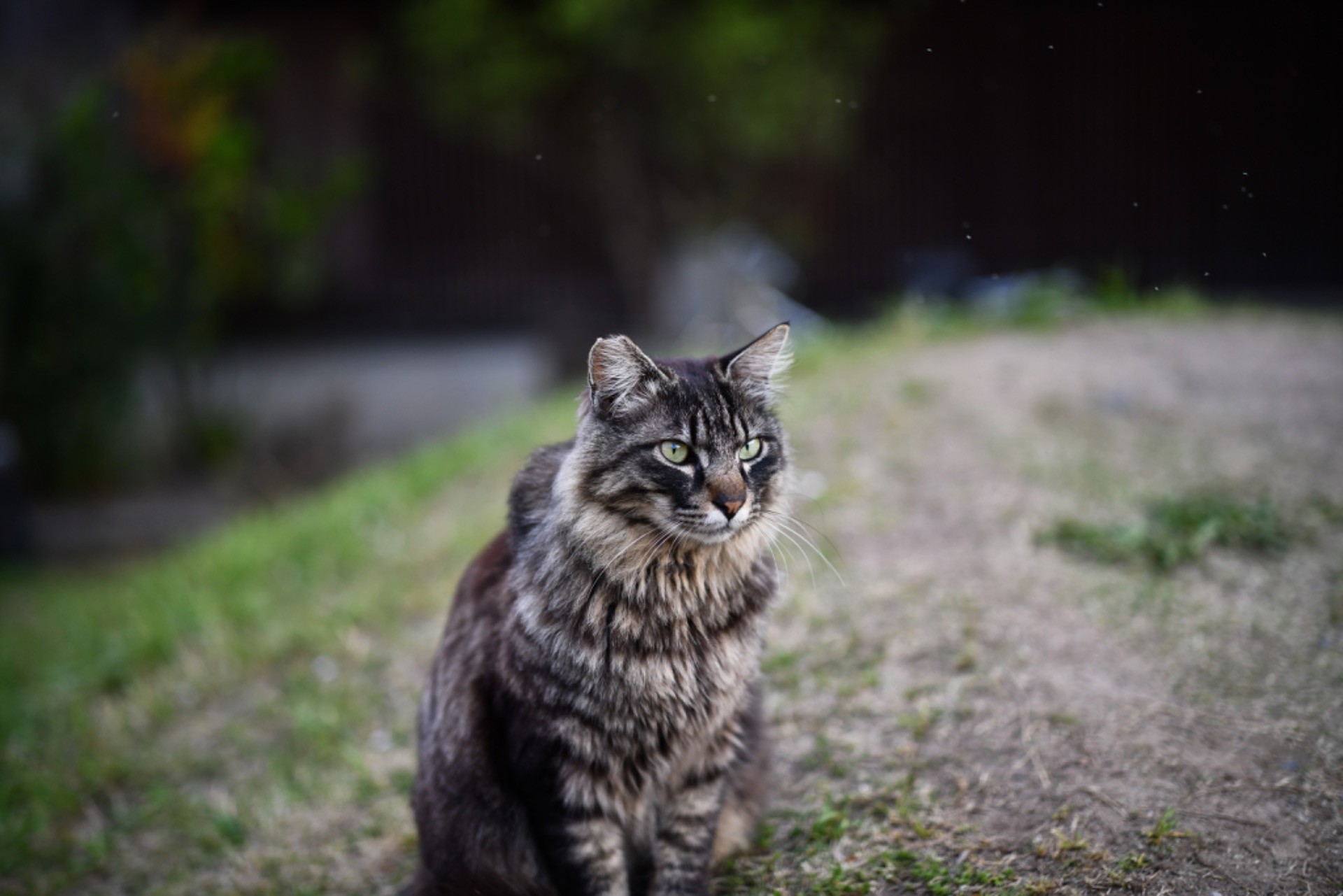 野良猫だって幸せになりたい