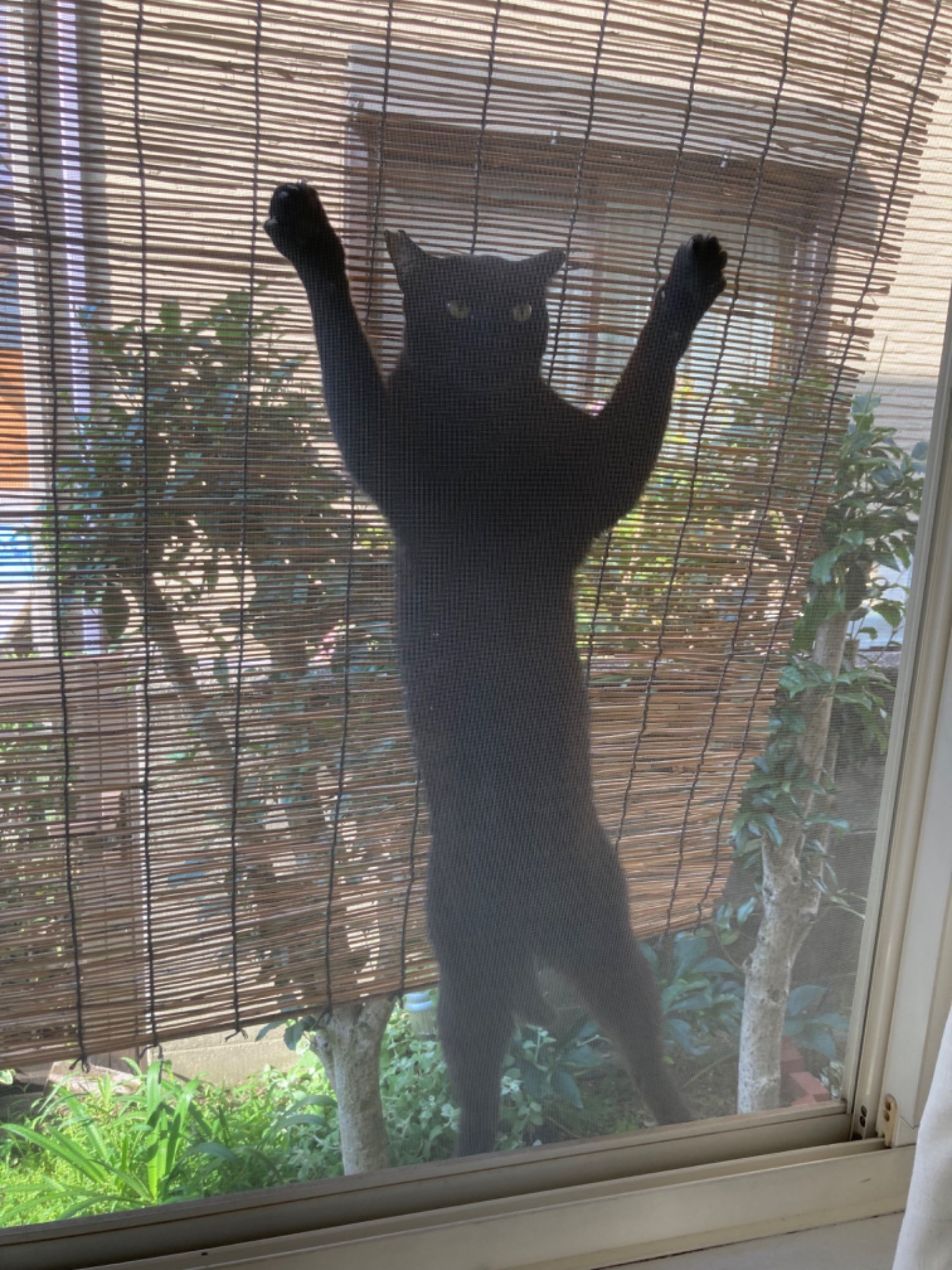 おーい！お嫁ちゃん