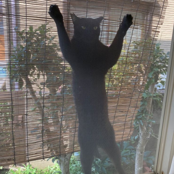 おーい！お嫁ちゃん