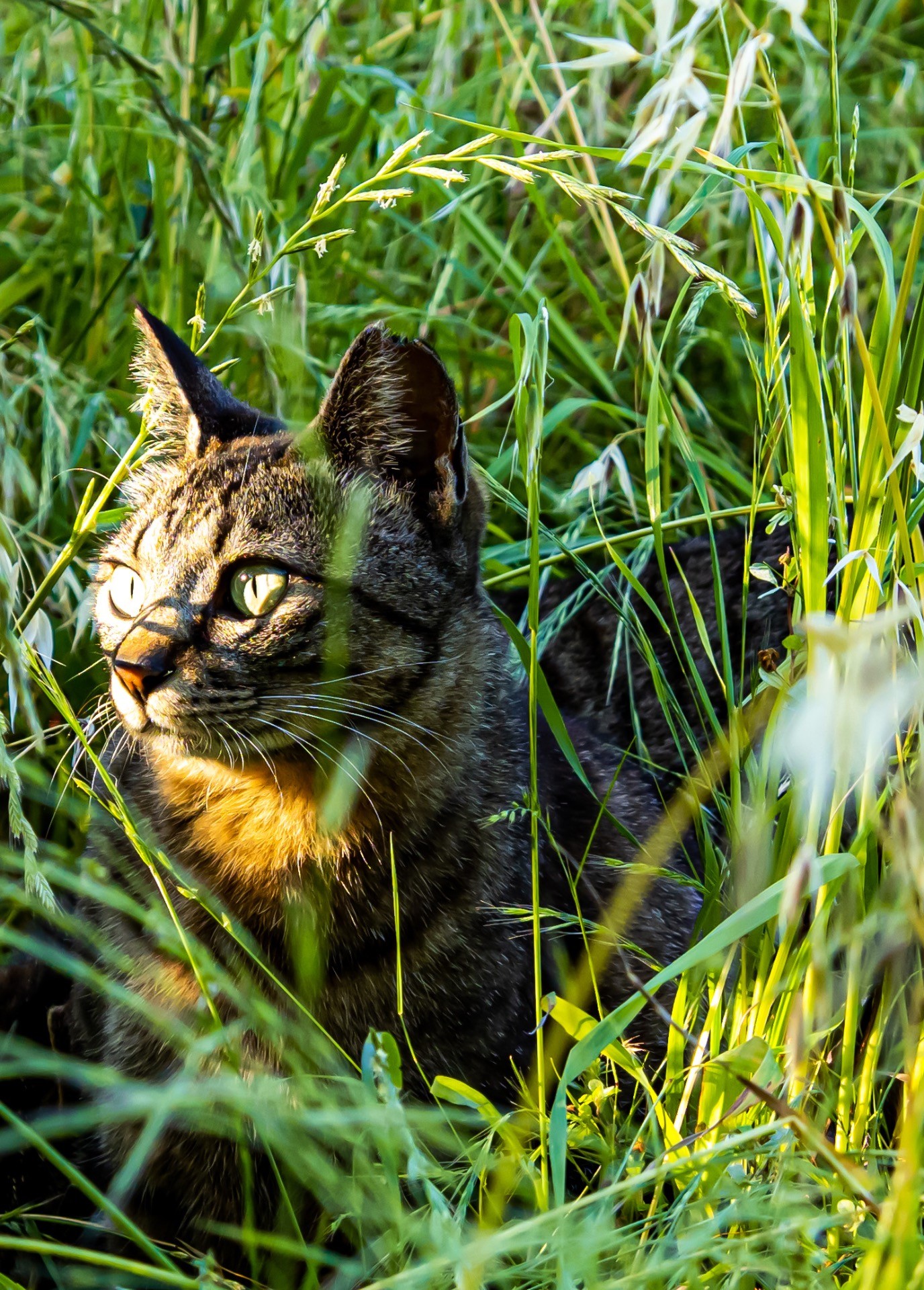 愛される、さくらねこ