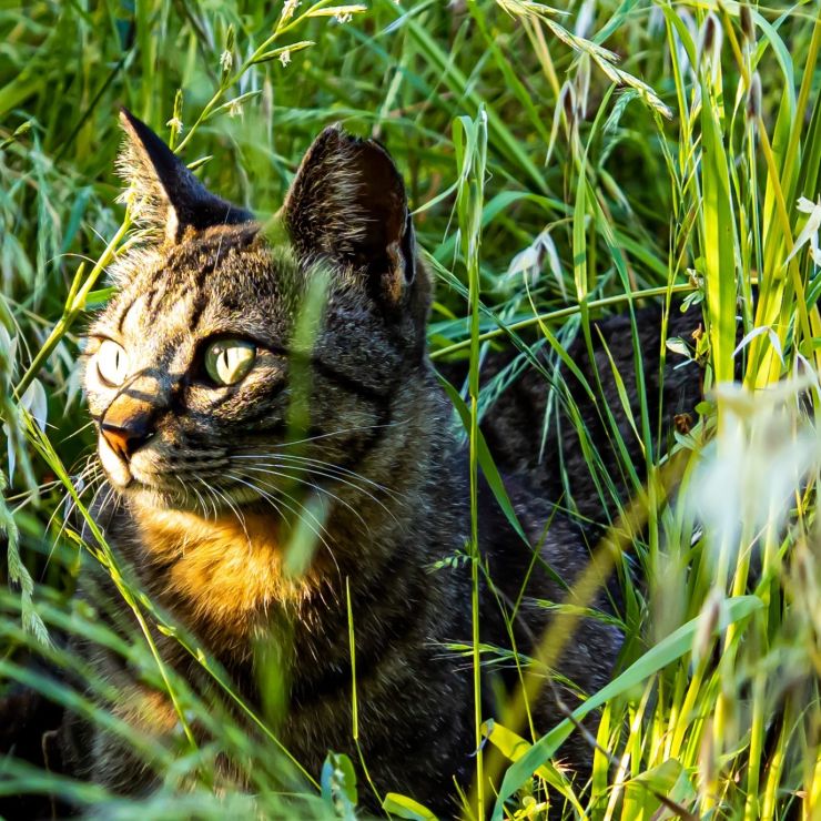 愛される、さくらねこ