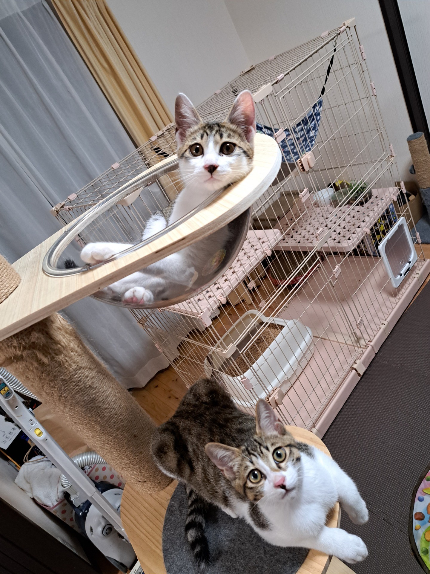 兄弟猫