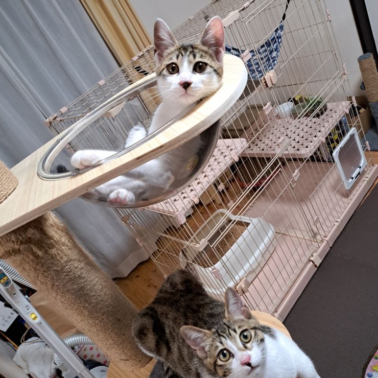 兄弟猫