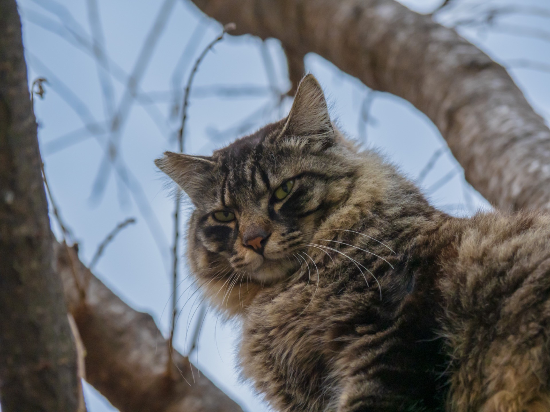 吾輩は猫である