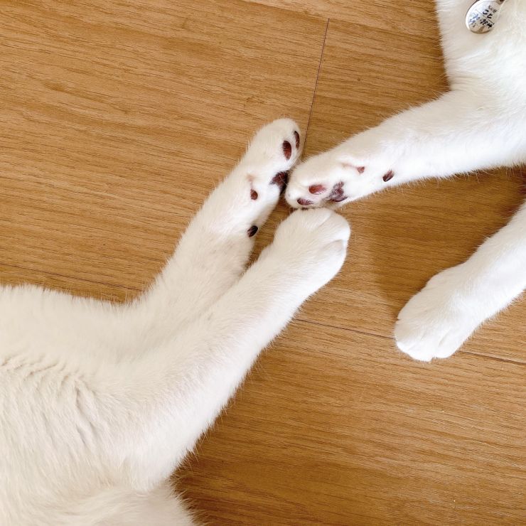 再会したにゃ！