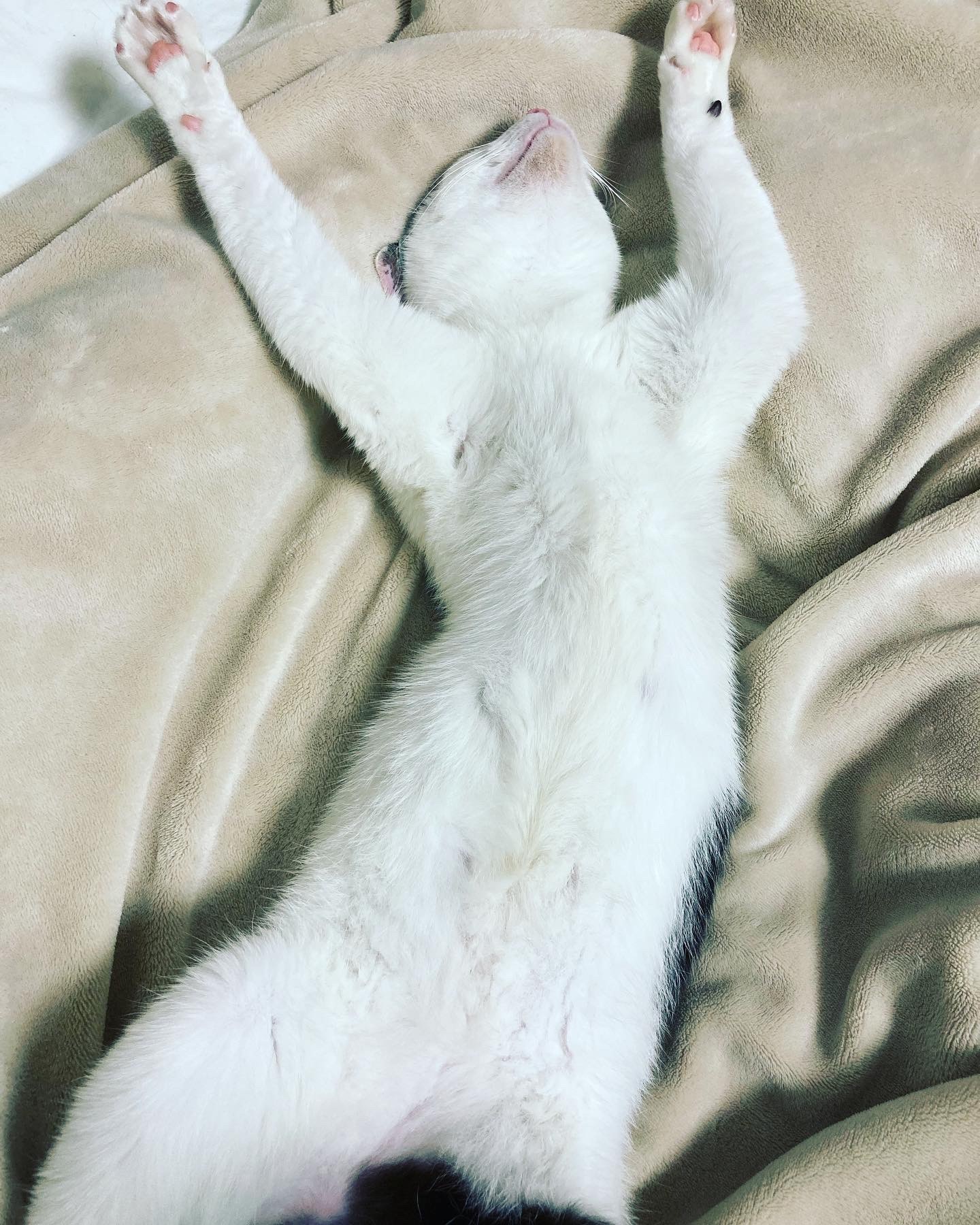 へそ