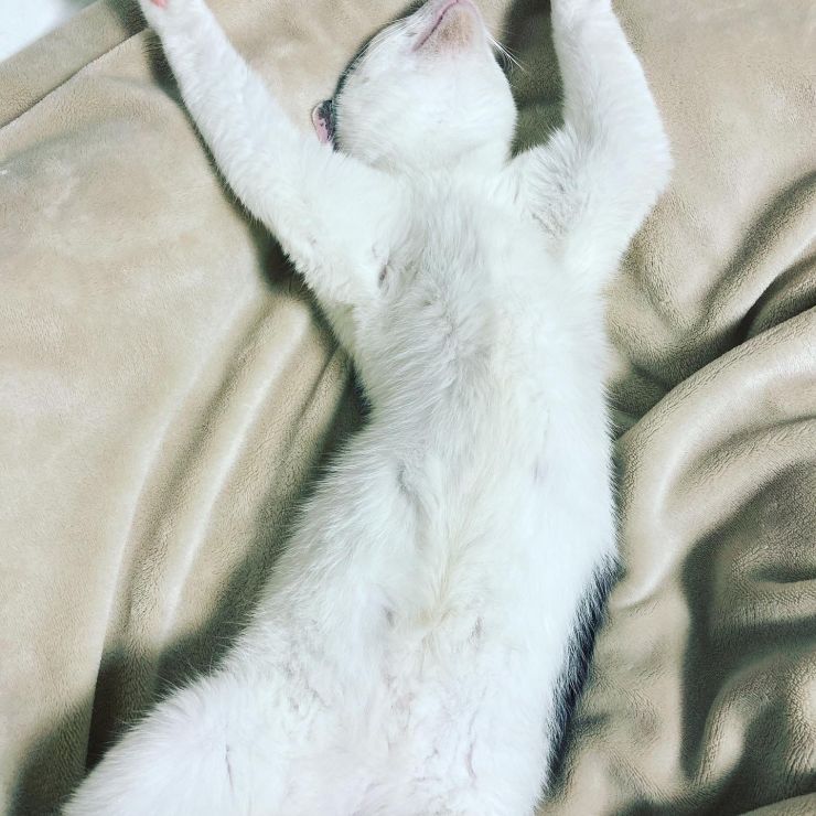 へそ