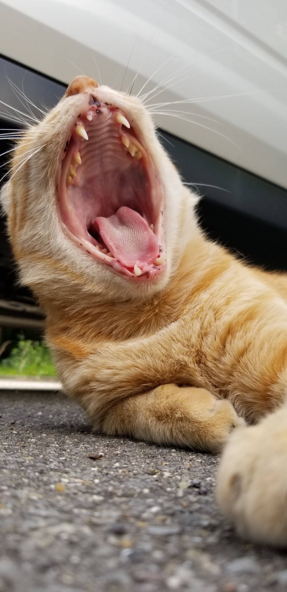 春眠