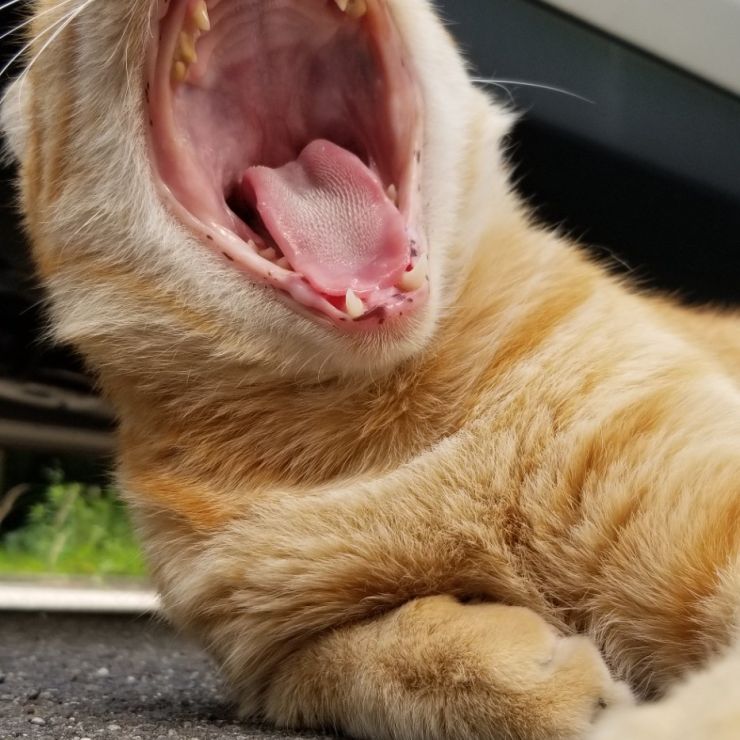 春眠