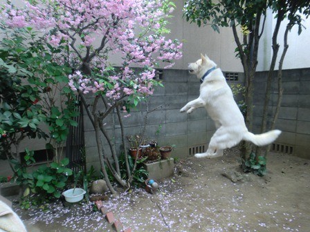 ジャンプ