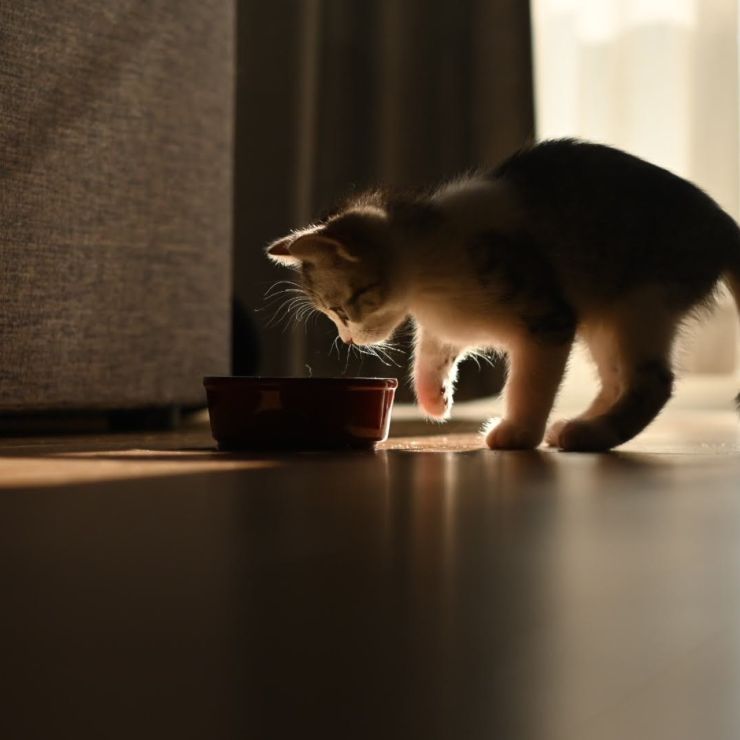 にゃんだこりゃっ？！
