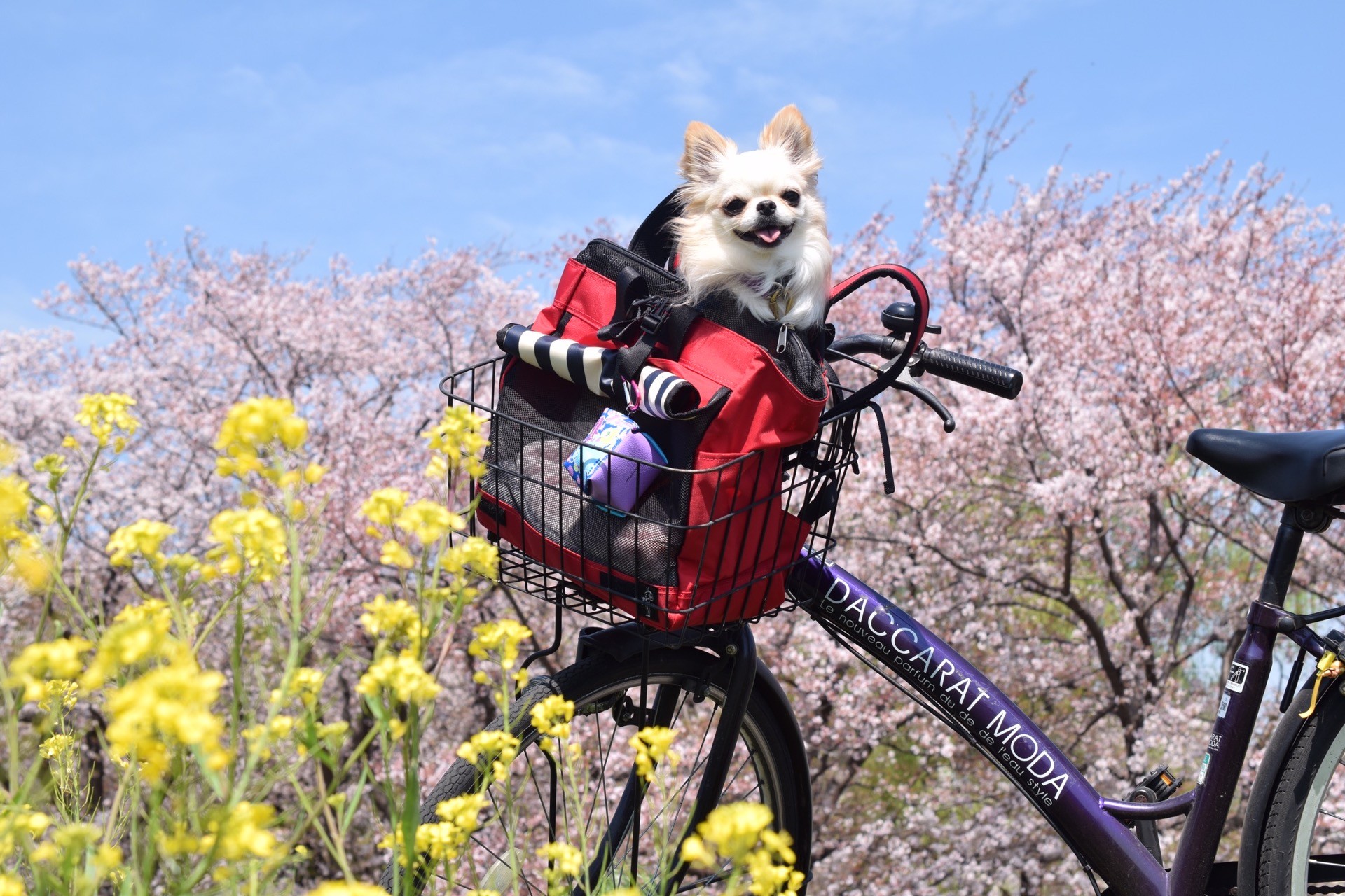 春のお出かけ