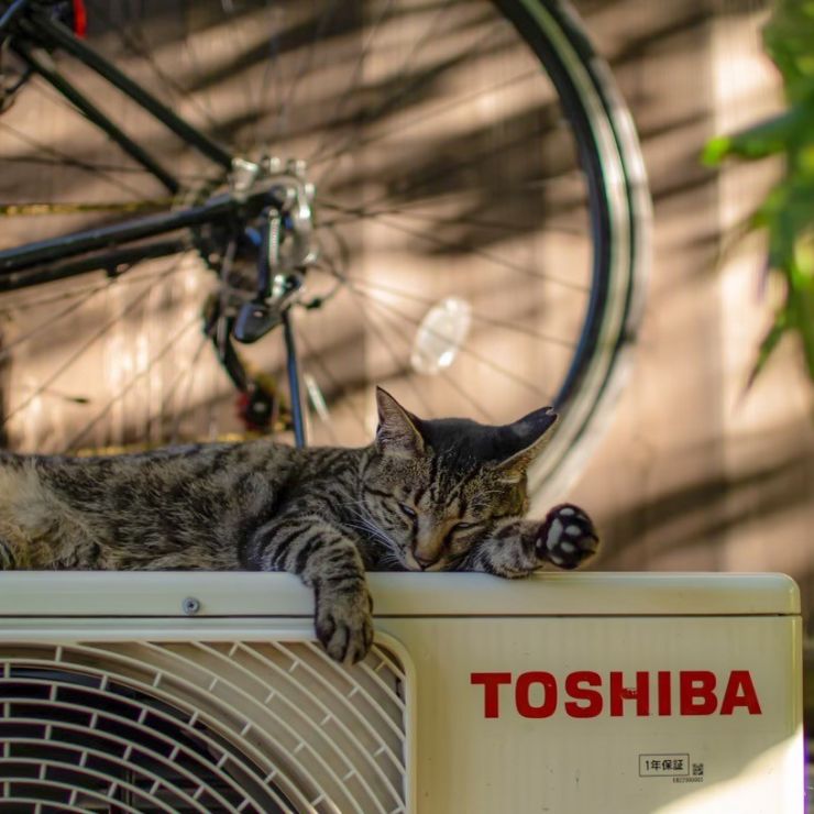 暑さにも負けない